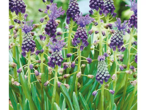 Muscari comosum