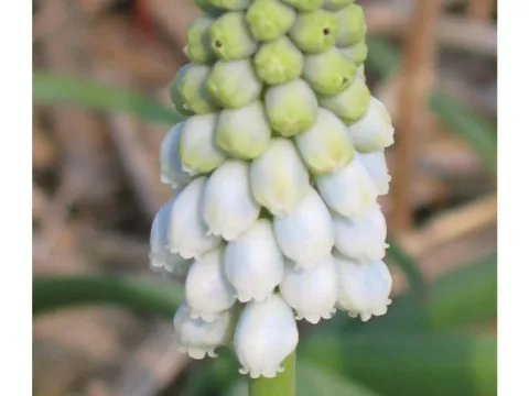 Muscari 'Esther'
