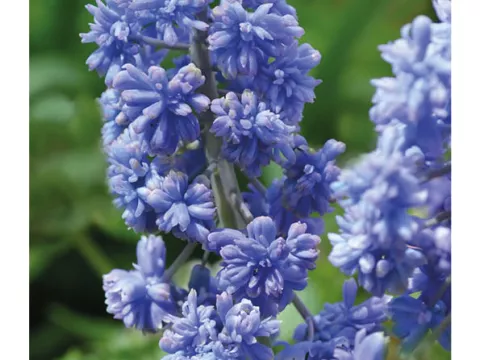 Muscari 'Fantasy Creation'