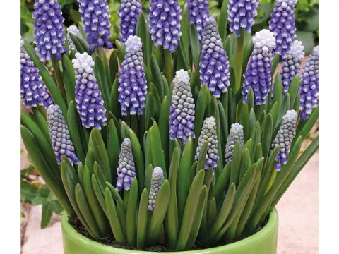 Muscari armen. 'Helena'