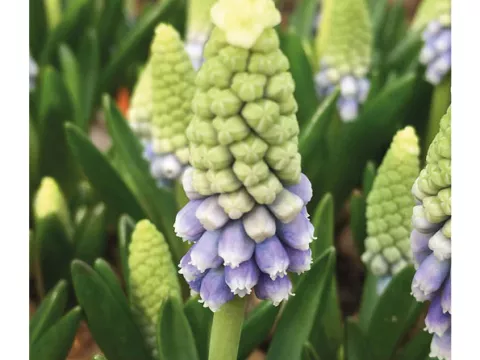 Muscari 'Julia'