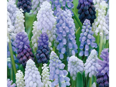 Muscari mix