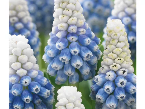 Muscari 'Mountain Lady'