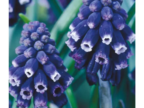 Muscari neglectum