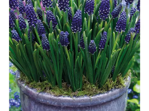 Muscari armen. 'Night Eyes'