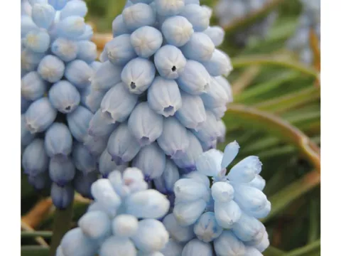 Muscari armen. 'Peppermint'