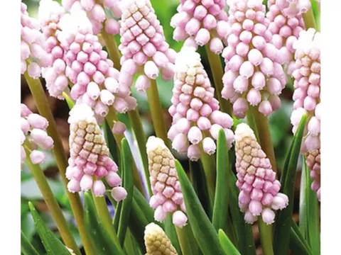 Muscari 'Pink Sunrise'