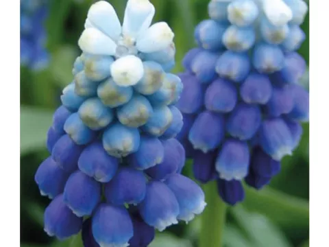 Muscari armen. 'Touch of Snow'