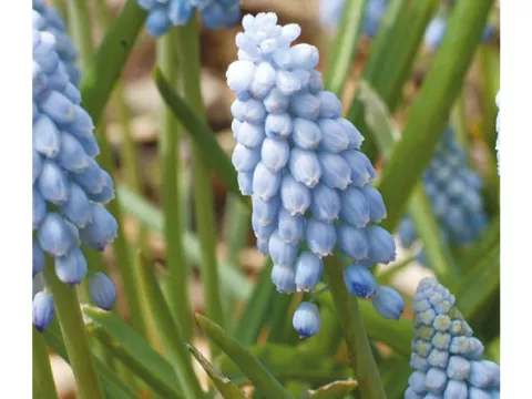 Muscari 'Valerie Finnis'