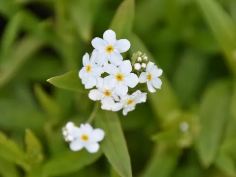 Myosotis palustris 'Ice Pearl' ('Alba')