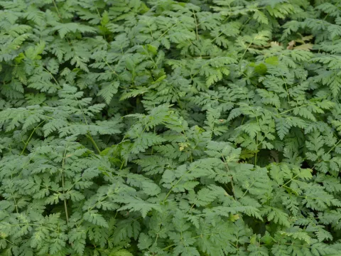 Myrrhis odorata (kervel)