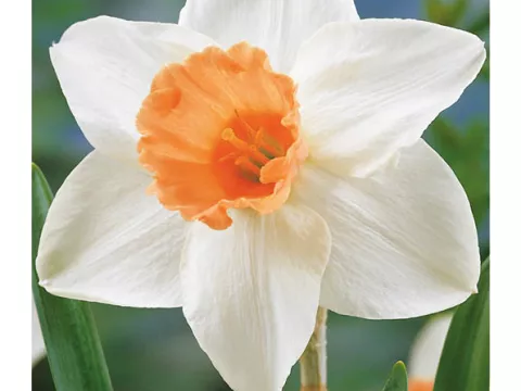 Narcis trompet 'Acent'