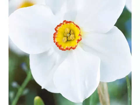 Narcis poeticus 'Actea'