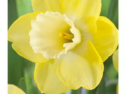 Narcis trompet 'Altun Ha'