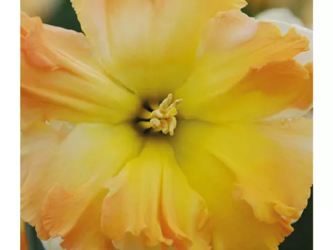 Narcis split 'Apple Pie'