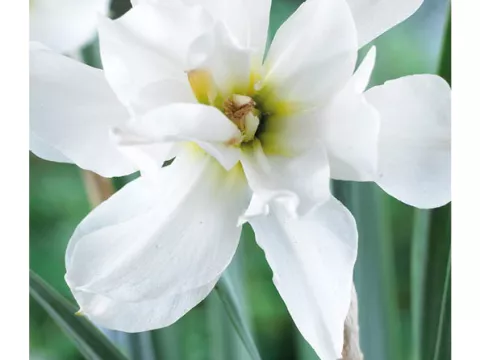 Narcis poeticus 'Albus Plenus Odoratus'