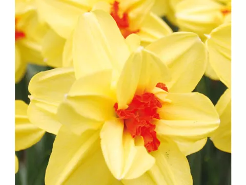 Narcis dubbel/doubles 'Ascot'