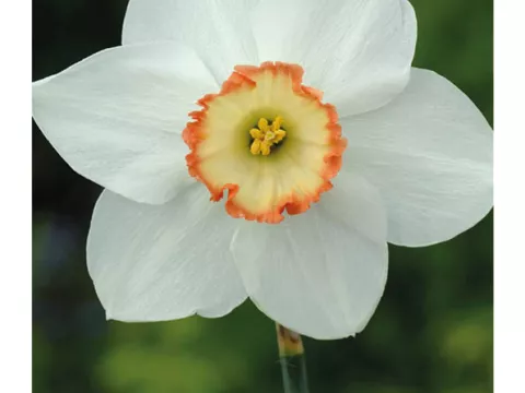 Narcis trompet 'Audubon'