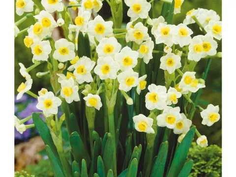 Narcis tazetta 'Avalanche'