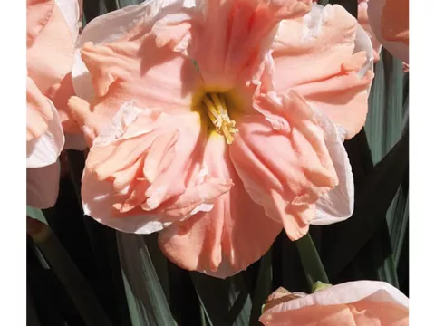 Narcis split 'Apricot Whirl'