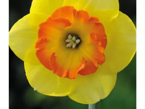 Narcis trompet 'Bantam'