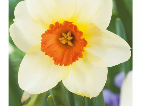 Narcis trompet 'Barret Browning'