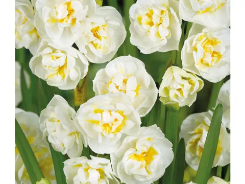 Narcis tros/bouquet 'Bridal Crown'