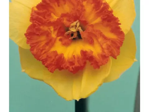 Narcis trompet 'Berlin'