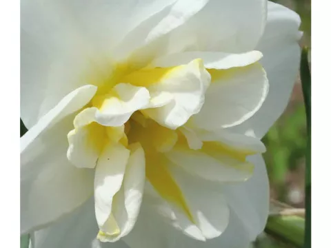 Narcis split 'Bella Estrella'