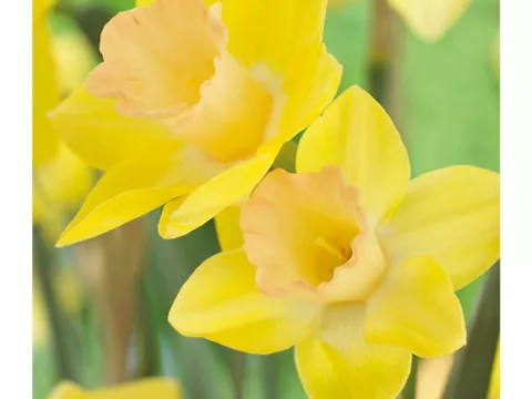 Narcis trompet 'Blushing Lady'