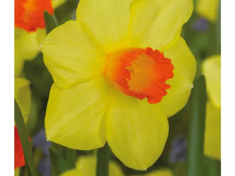 Narcis trompet 'Brackenhurst'