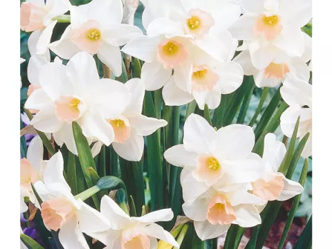 Narcis bot. 'Bell Song'