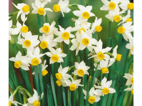 Narcis bot. 'Canaliculatus'