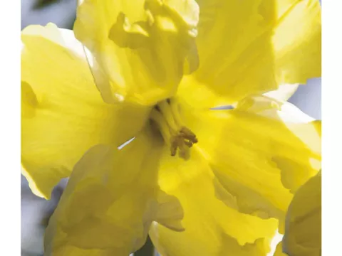 Narcis split 'Cassata'