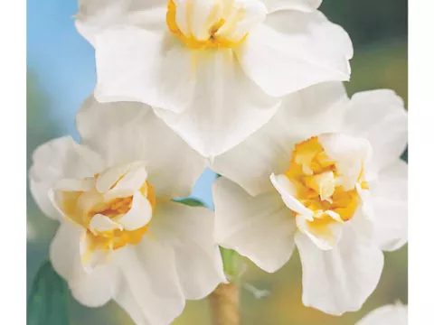 Narcis tros/bouquet 'Cheerfulness'