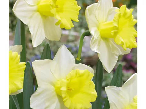 Narcis trompet 'Cornish King'