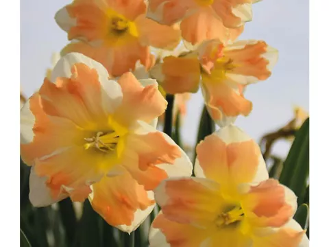 Narcis split 'Cum Laude'