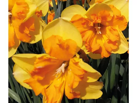 Narcis split 'Congress'