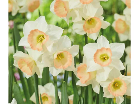 Narcis trompet 'Cosmopolitan'