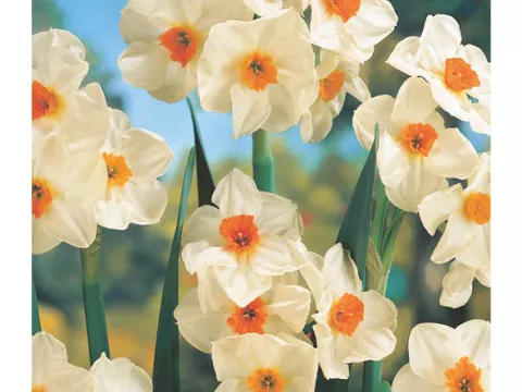 Narcis tros/Bouquet 'Cragford'