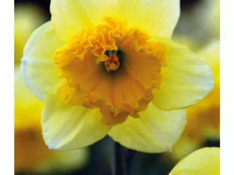 Narcis trompet 'Curly'
