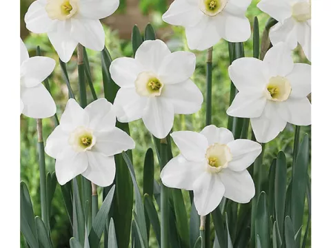 Narcis poeticus 'Dallas'