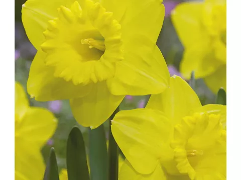 Narcis trompet 'Dellan'