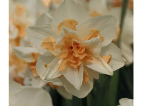 Narcis dubbel/doubles 'Delnasheugh'