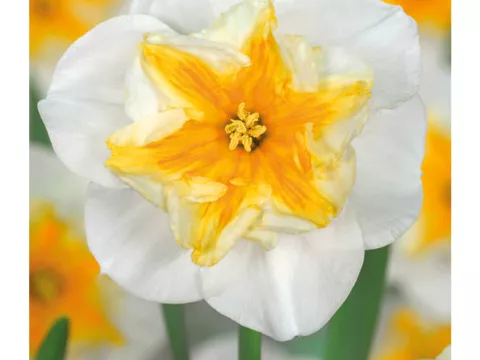 Narcis papillon 'Delta'