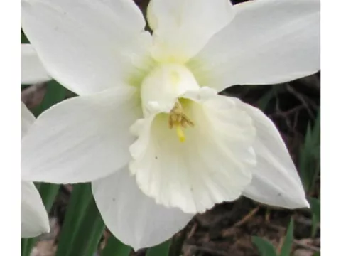 Narcis trompet 'Desdemona'