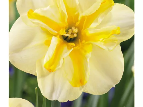 Narcis papillon 'Donaupark'