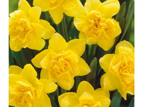 Narcis dubbel/doubles 'Dick Wilden'