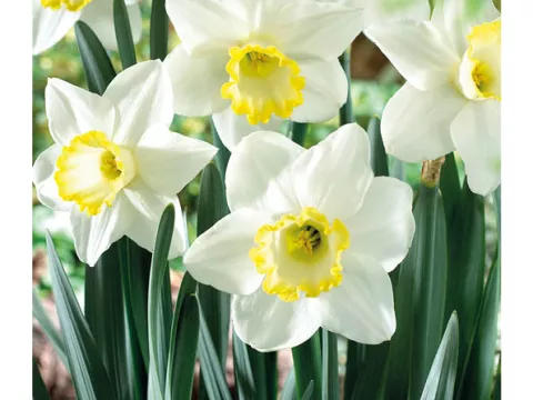 Narcis trompet 'Every Day'