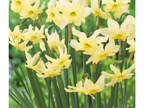 Narcis bot. 'Exotic Mystery'